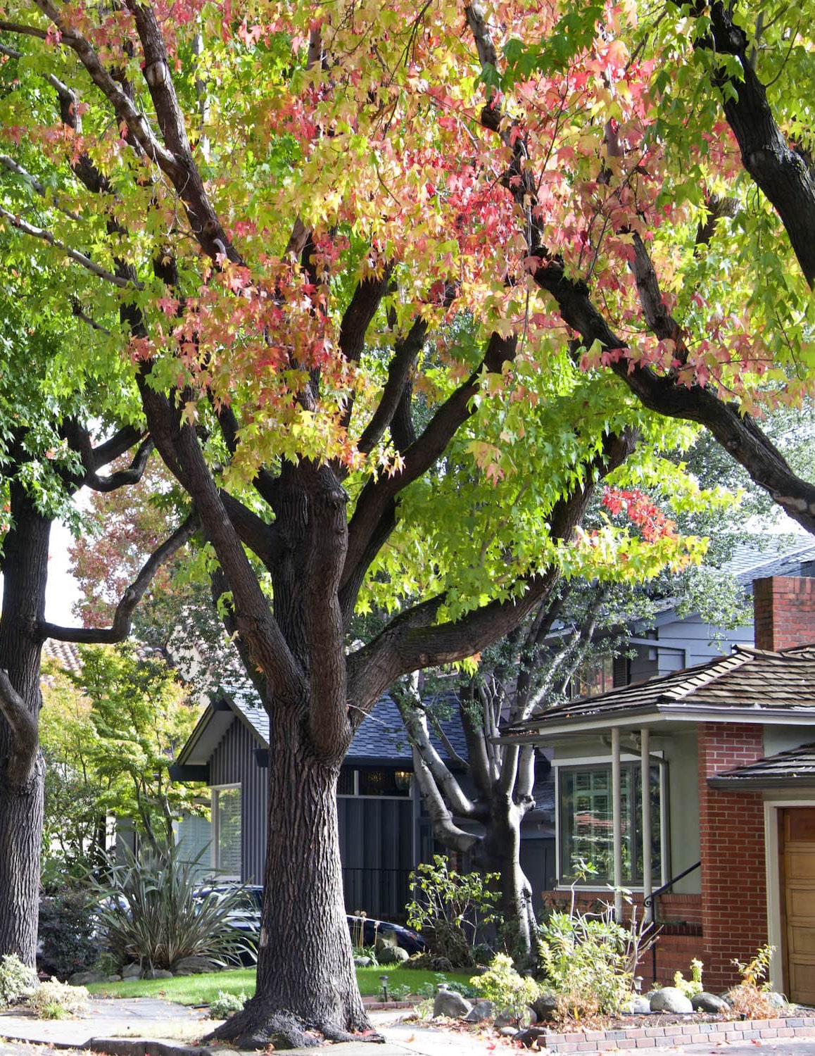 A tree-lined neighborhood street with an eclectic array of houses